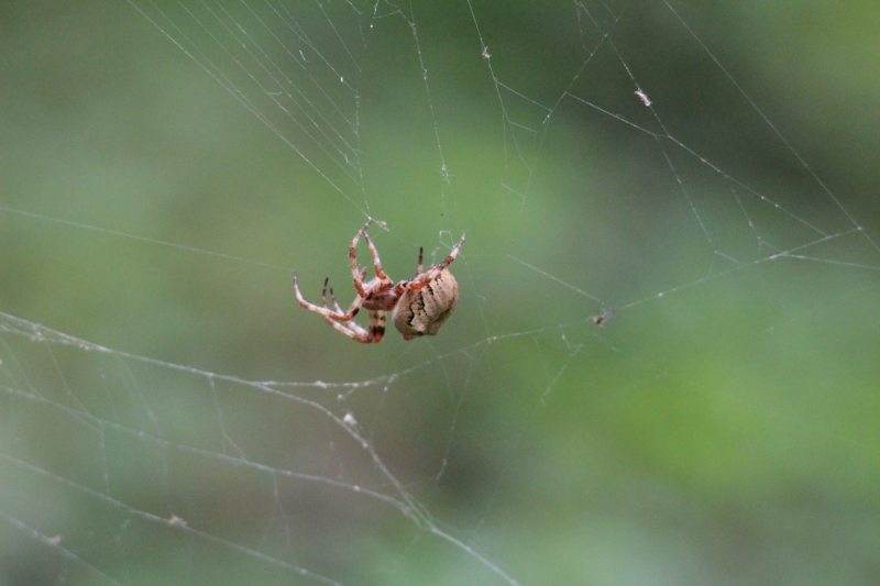 Araneus sp.